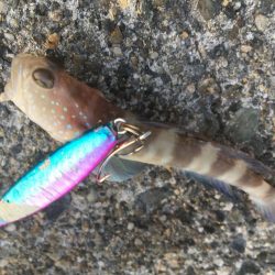 ジグサビキで色々釣れた